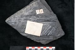 Foto (Detailansicht) von Sigillaria davreuxii Brongniart (NHMW-GEO-2024-0188-11088)